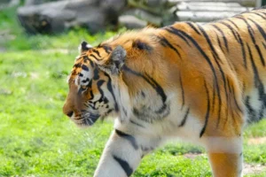 Ranthambore National Park